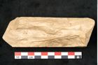 Foto (Detailansicht) von Plantae indet.  (NHMW-GEO-2024-0188-11638)